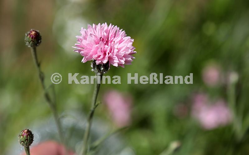 KH220612a015