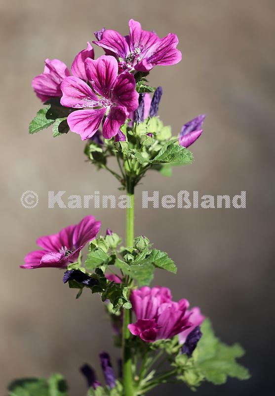 KH220806a013