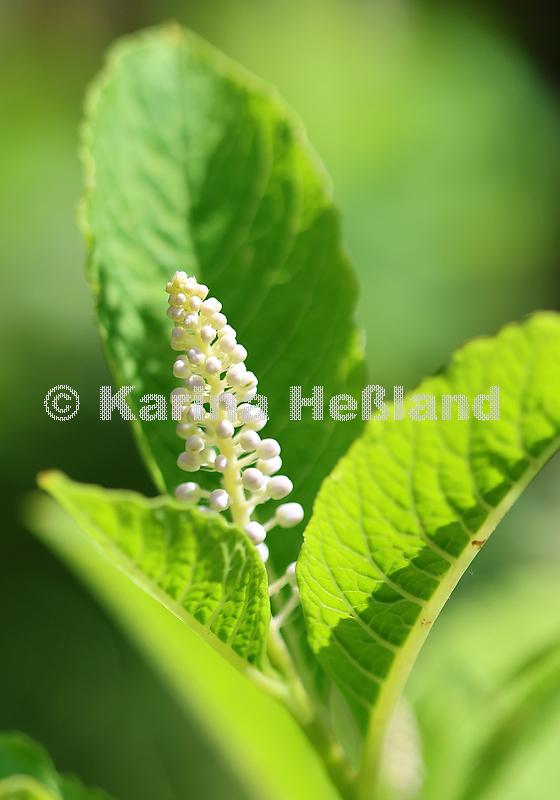 KH240604b002