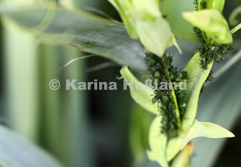 KH250608a003