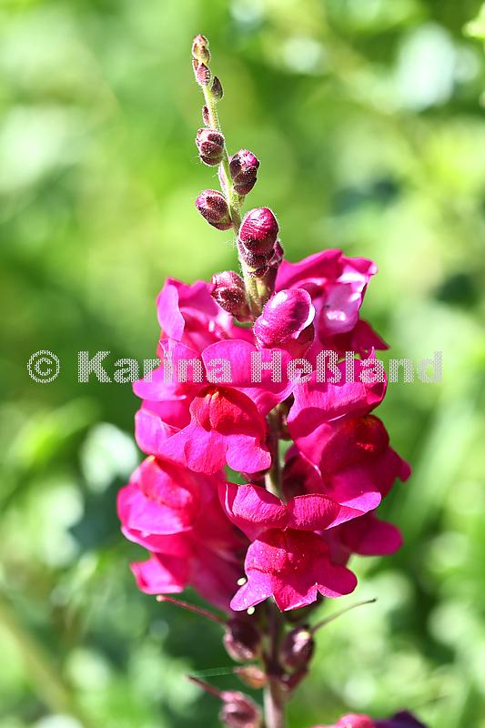 KH250619a003