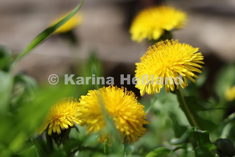 kh260426c002